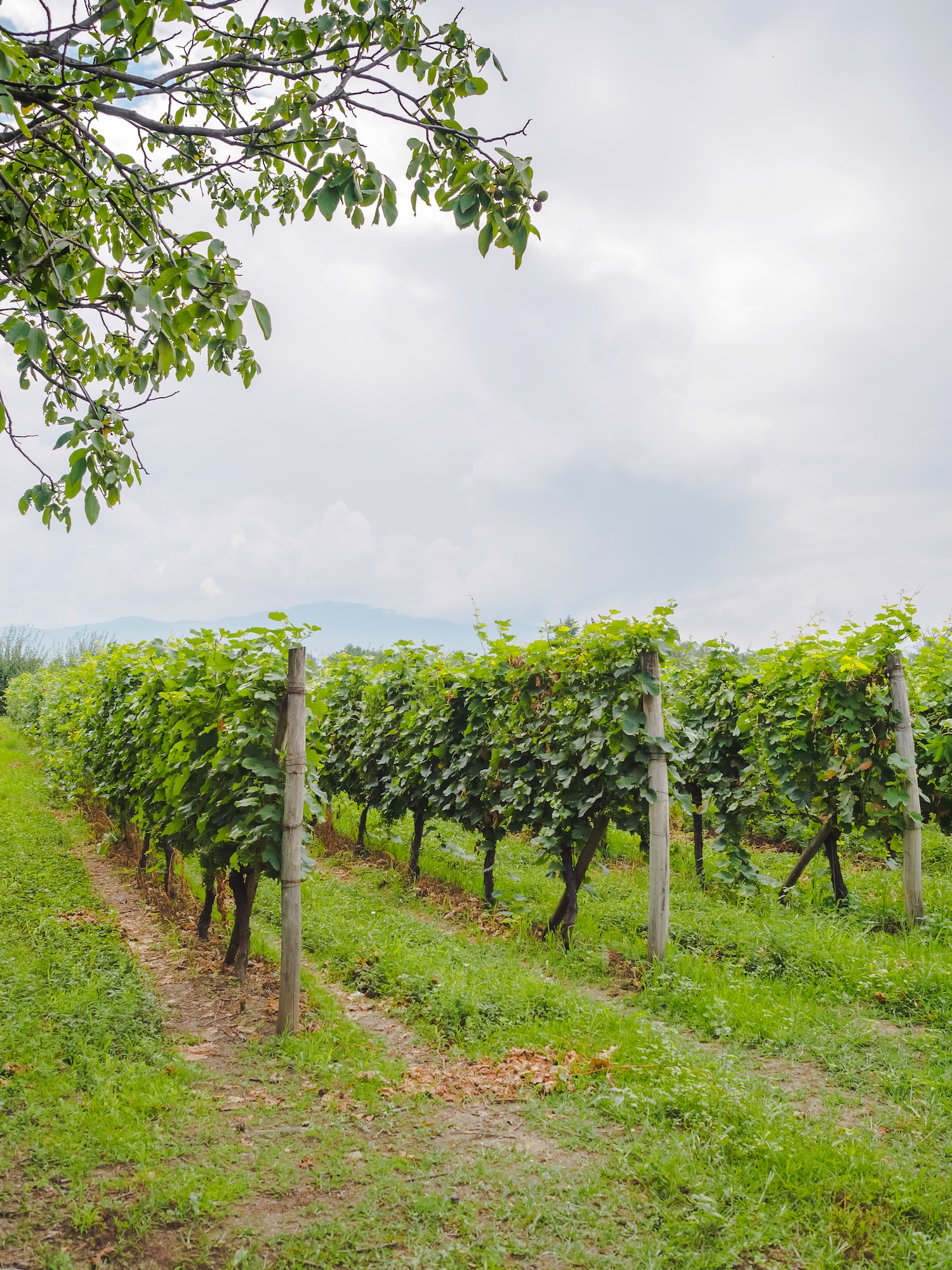 beautiful green vineyard with rows of plants in georgia