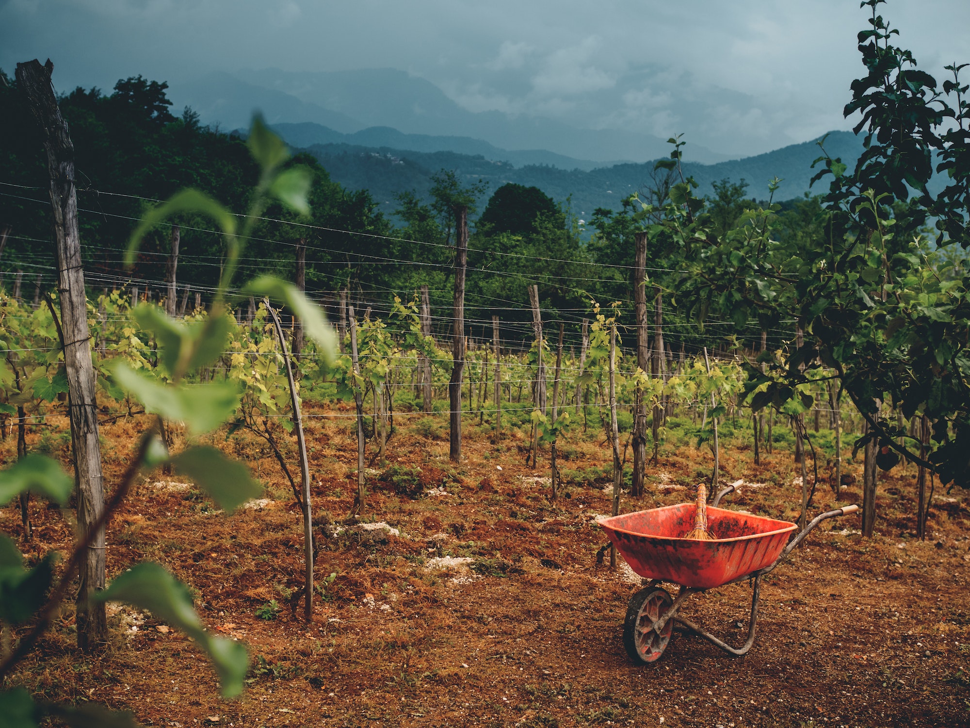 beautiful vineyard, stormy sky and cart on ground in georgia