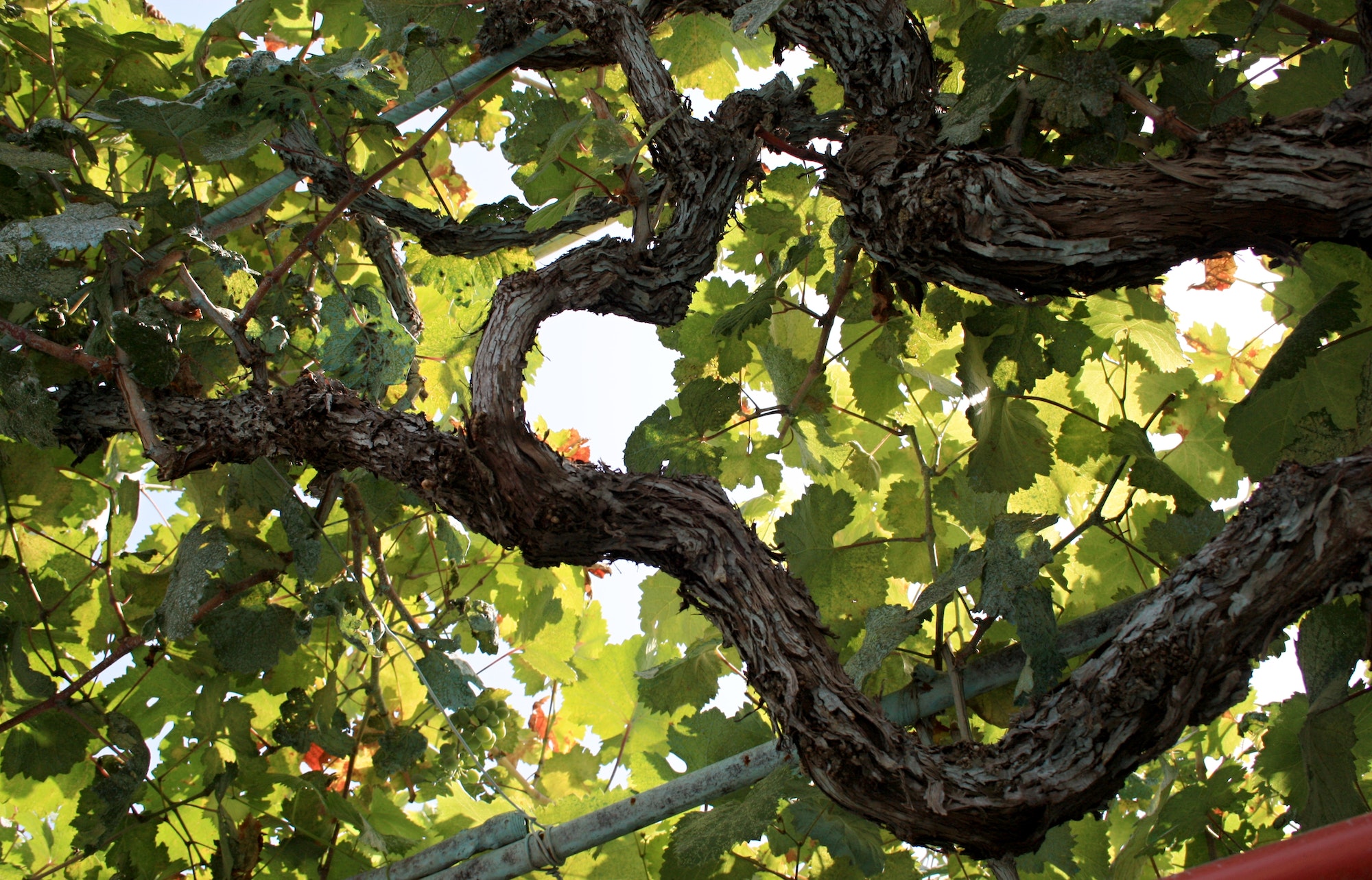 Branches and leaves of ripening grape on a summer day