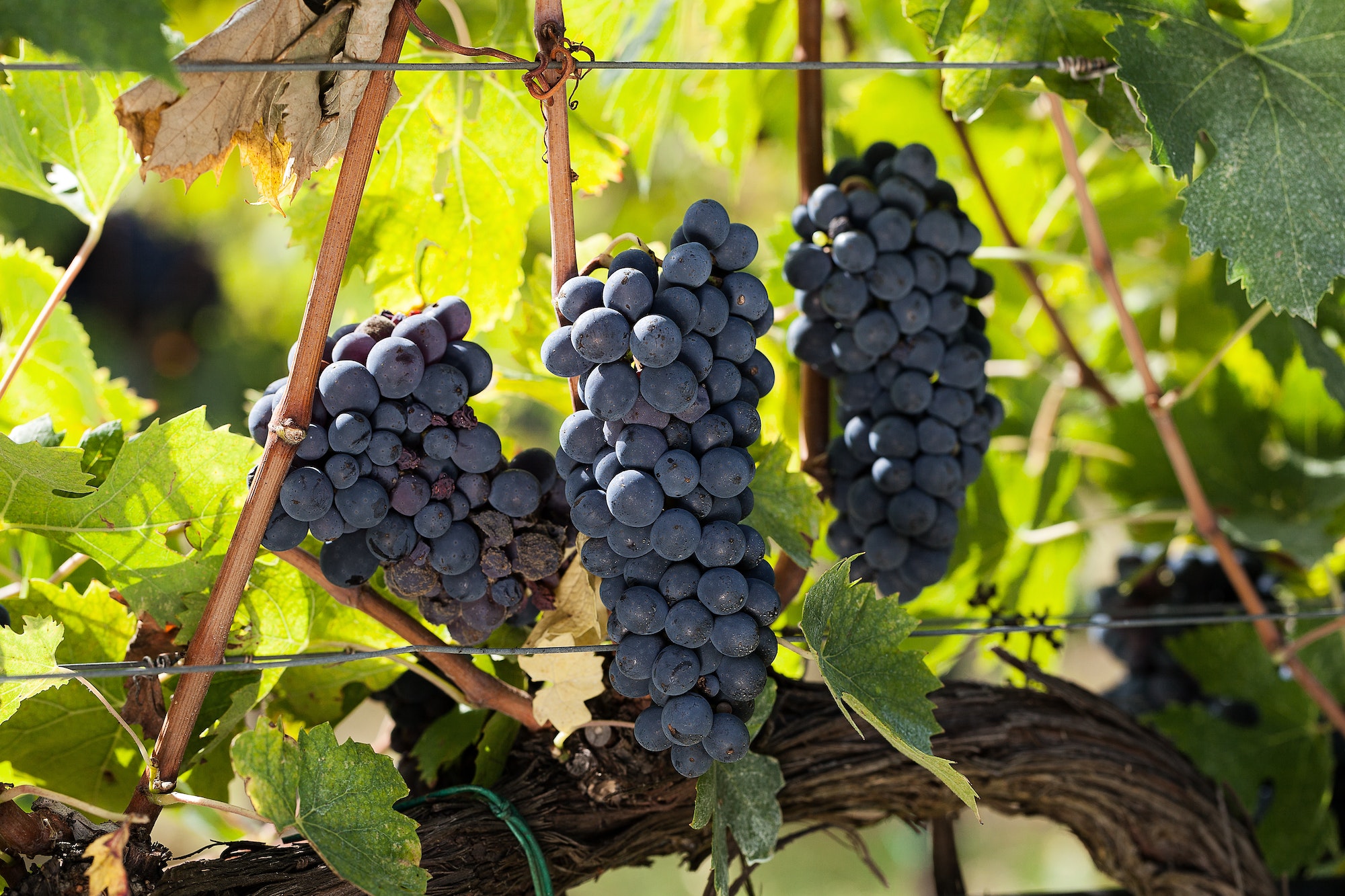 Bunchs of red grapes