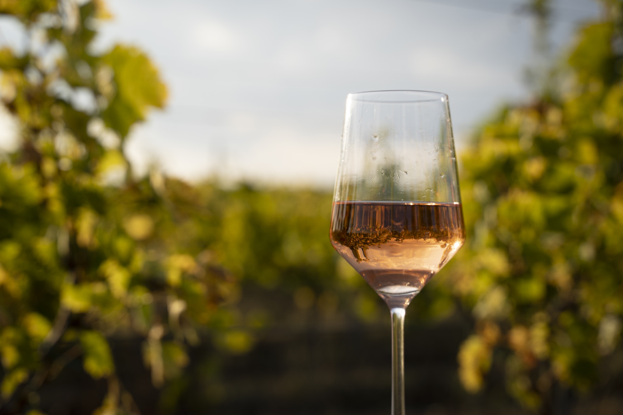 glass of rose wine in the vineyard with blue sky