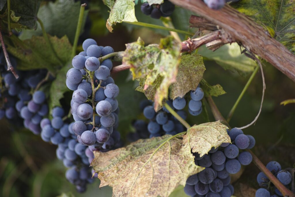 Red grapes with green leaves on the vine