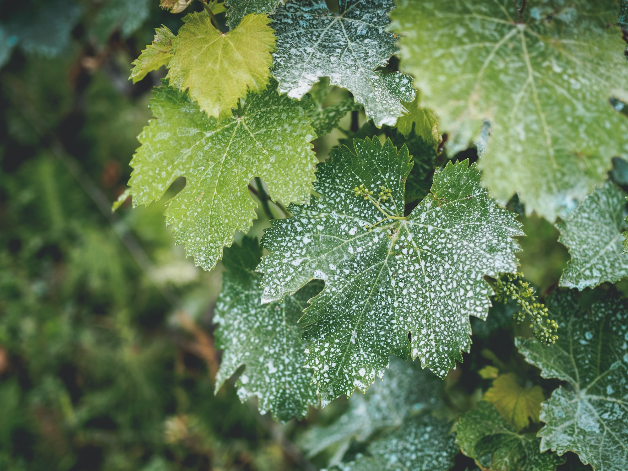 vine leaves with white dots in vineyard in georgia